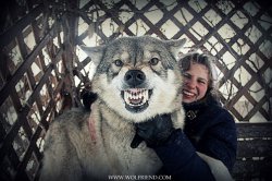 Проблемы скрещивания волков с собаками. Особенности животных-гибридов