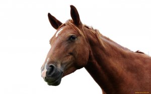 Генетическая экспертиза днк у лошадей 